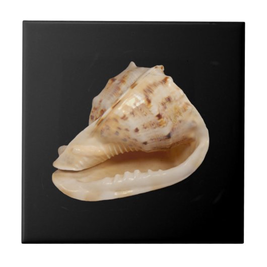 Conch Muschel Keramik Foto Tile Fliese (Vorderseite)