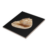 Conch Muschel Keramik Foto Tile Fliese (Seite)