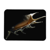 Conch-Muschel Magnet (Horizontal)