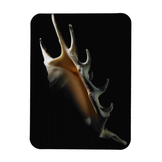 Conch-Muschel Magnet (Vertikal)