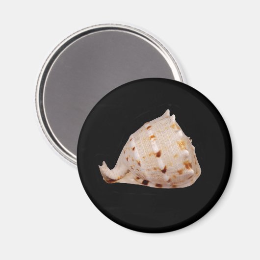 Conch Muschel Magnet (Vorderseite/Rückseite)