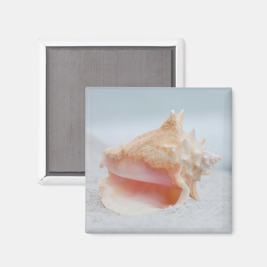 Conch-Muschel Magnet (Vorderseite/Rückseite)