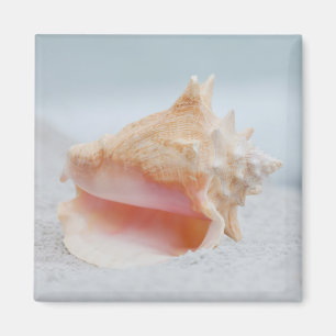 Conch-Muschel Magnet