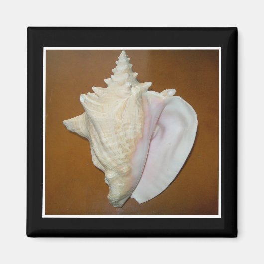 Conch Muschel Magnet (Vorne)