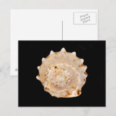 Conch Muschel Postcard Postkarte (Vorne/Hinten)