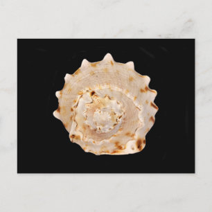 Conch Muschel Postcard Postkarte