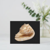 Conch Muschel Postcard Postkarte (Stehend Vorderseite)