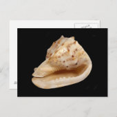 Conch Muschel Postcard Postkarte (Vorne/Hinten)