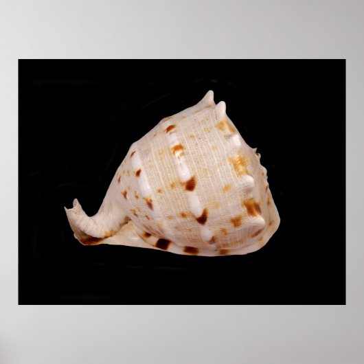 Conch Muschel Poster (Vorne)