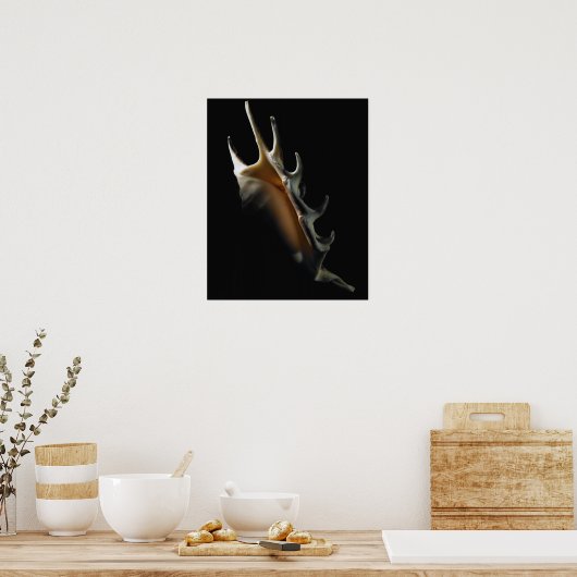 Conch-Muschel Poster (Küche)