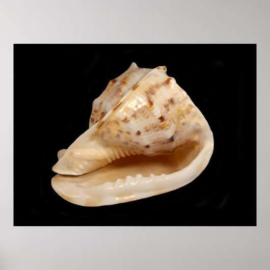 Conch Muschel Poster (Vorne)