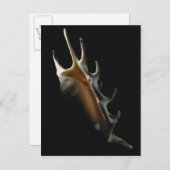 Conch-Muschel Postkarte (Vorne/Hinten)