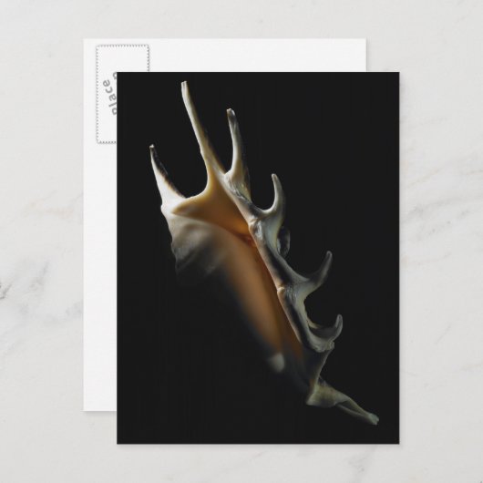 Conch-Muschel Postkarte (Vorne/Hinten)
