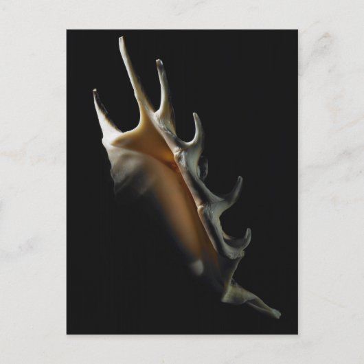 Conch-Muschel Postkarte (Vorderseite)