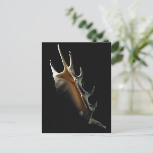 Conch-Muschel Postkarte (Stehend Vorderseite)