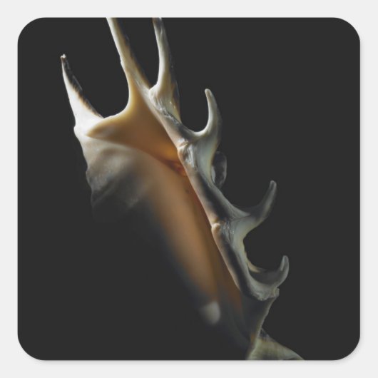 Conch-Muschel Quadratischer Aufkleber (Vorderseite)