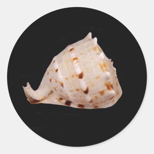 Conch-Muschel Runder Aufkleber (Vorderseite)