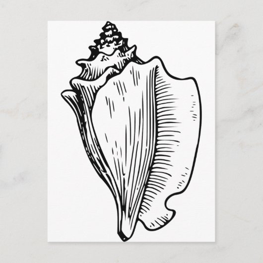 Conch Muschel Sketch Postkarte (Vorderseite)