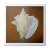 Conch Muschel Tile Fliese (Vorderseite)
