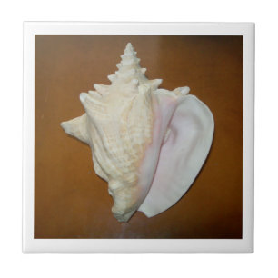 Conch Muschel Tile Fliese