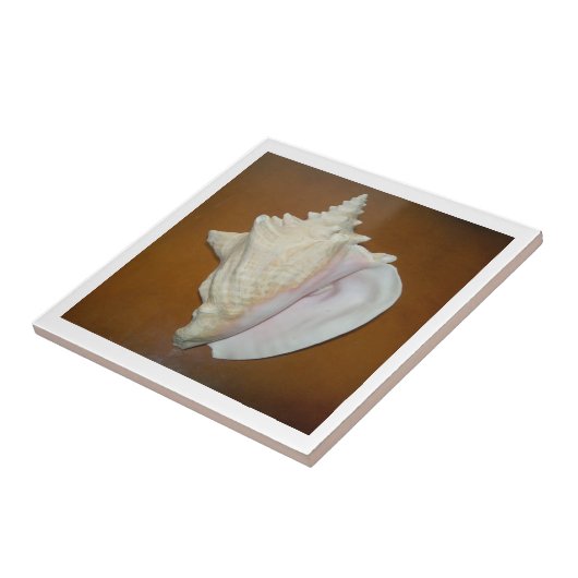 Conch Muschel Tile Fliese (Seite)