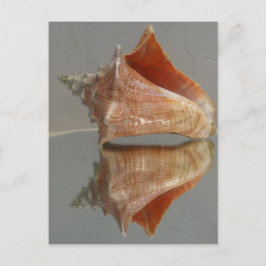 Conch Muschel und ihre Reflektion Postkarte