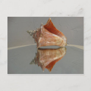 Conch Muschel und ihre Reflektion Postkarte