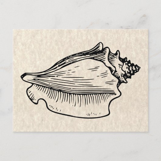 Conch Muschel Vintag Illustration Postkarte (Vorderseite)