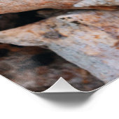 Conch Muscheln, Bahamas Poster (Ecke)