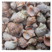 Conch-Muscheln Fliese (Vorderseite)