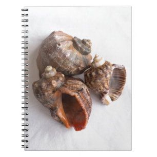 Conch-Muscheln Notizblock