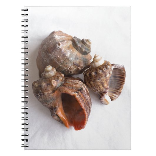 Conch-Muscheln Notizblock (Vorderseite)