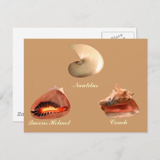 Conch, Nautilus, Queens Helmet Postkarte (Vorne/Hinten)