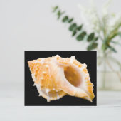 Conch Postkarte (Stehend Vorderseite)