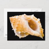 Conch Postkarte (Vorne/Hinten)