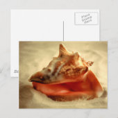 Conch Postkarte (Vorne/Hinten)