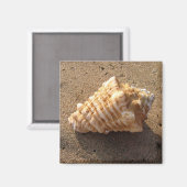 Conch Seashell Sand Beach Magnet (Vorderseite/Rückseite)
