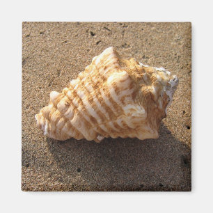 Conch Seashell Sand Beach Magnet