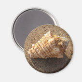 Conch Seashell Sand Beach Magnet (Vorderseite/Rückseite)