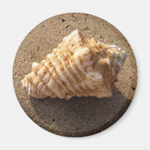 Conch Seashell Sand Beach Magnet