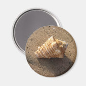 Conch Seashell Sand Beach Magnet (Vorderseite/Rückseite)