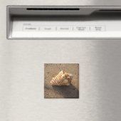 Conch Seashell Sand Beach Magnet (In Situ (Geschirrspüler))