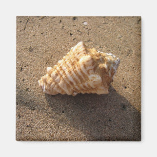 Conch Seashell Sand Beach Magnet