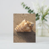 Conch Seashell Sand Beach Postkarten (Stehend Vorderseite)