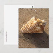 Conch Seashell Sand Beach Postkarten (Vorne/Hinten)