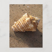 Conch Seashell Sand Beach Postkarten (Vorderseite)