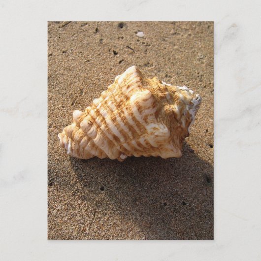 Conch Seashell Sand Beach Postkarten (Vorderseite)