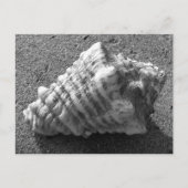 Conch Seashell Sand Beach Postkarten (Vorderseite)