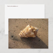 Conch Seashell Sand Beach Postkarten (Vorne/Hinten)