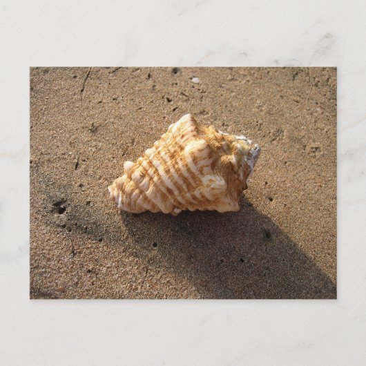 Conch Seashell Sand Beach Postkarten (Vorderseite)
